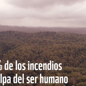 informe incendios forestales wwf 2019_opt