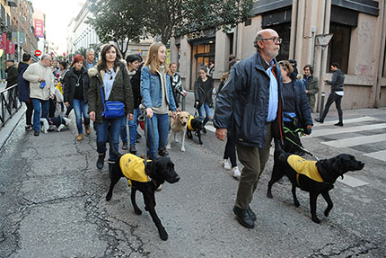 Los perros guía de la ONCE, protagonistas de las Fiestas de San Antón